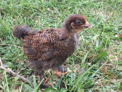 Small brown baby chicken