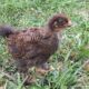 Small brown baby chicken