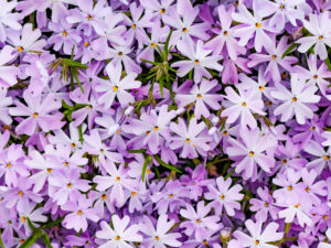 Photo shows many Phlox flowers in a lilac purple color