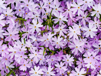 Photo shows many Phlox flowers in a lilac purple color