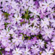 Photo shows many Phlox flowers in a lilac purple color